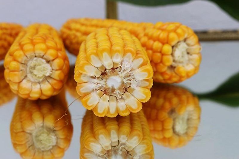 Howard Howard Sämavator HR 28 Modell DZ 255 Direktsaatgerät mit 255cm Arbeitsbreite Howard Rotavator mit Pakerwalze zur Direktsaat mit 20 Saatrohren wahlweise als Reihensaat oder Breitsaat mit 6cm breite Saatausläufen oder 13cm Reihenbreite als Reihensaat