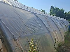Westfalia Richel Foliengewächshaus 24 × 7 m, Stahlkonstruktion, Belüftung