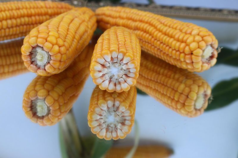 Biso Trockenreiniger Heuling Gemüseputzer Biso Gemüseputzer Heute Heuling in Melle (Westfalen)