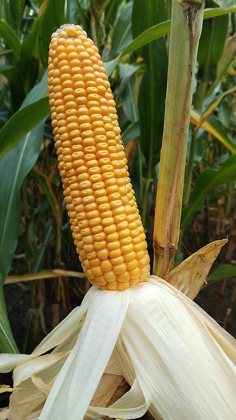 Biso Trockenreiniger Heuling Gemüseputzer Biso Gemüseputzer Heute Heuling in Melle (Westfalen)