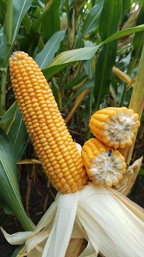 Biso Trockenreiniger Heuling Gemüseputzer Biso Gemüseputzer Heute Heuling in Melle (Westfalen)