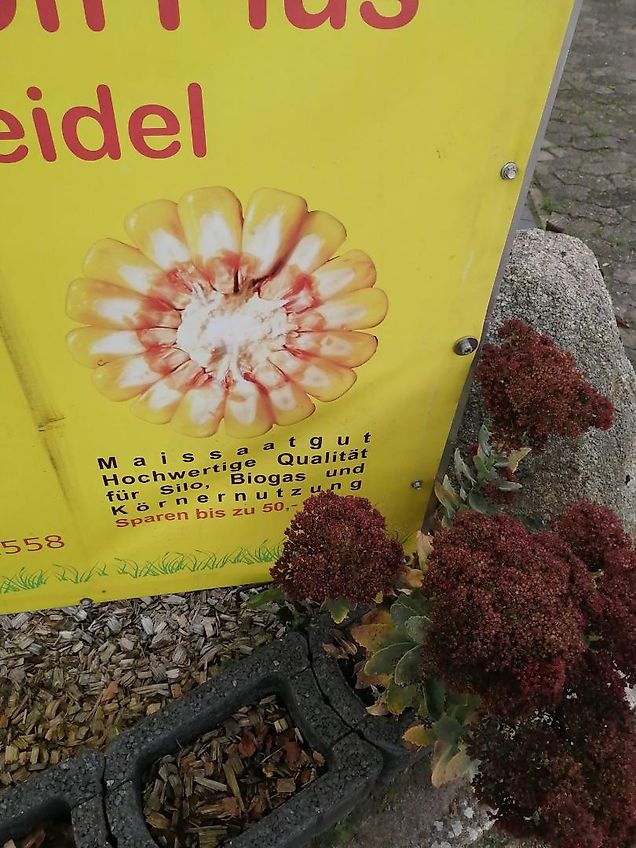 Kongskilde/Becker Howard Kurzgrubber Frontgrubber Zwischenachsgrubber Spezialgrubber 200cm 2 Doppelherzgrubberstiele 2 Grubberstiele 380mm Scharbreite Tiefgang bis 630mm für Kabelgräben Drainagen oder was sonst noch ins Erdreich Verlegt werden soll